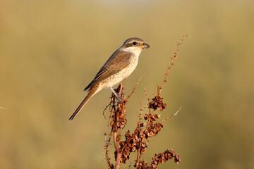 A very close-up photo of a red-backed shrike female (Lanius collurio) sits on a thin branch against a blurred background in the evening light