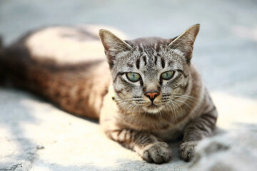 Naklejka na ściany i meble Lovely gray cat sitting at outdoor