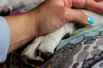 A young woman holds her dog's paw. Safety