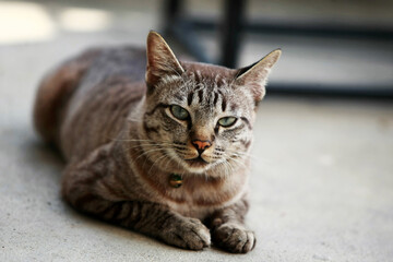 Lovely gray cat sitting at outdoor