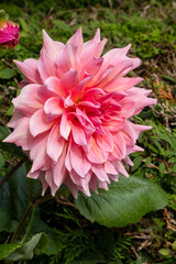 Obraz premium Large pink Dahlia flowering in a garden in Berrynarbor