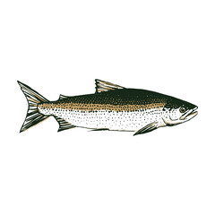 fish salmon engraving logo sign icon