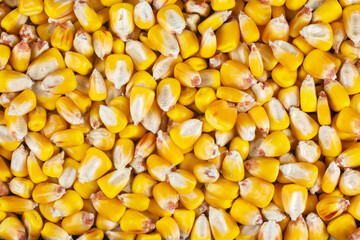 Corn grains as a background texture.