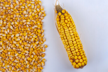 Corn grain and an ear of corn on a white table.