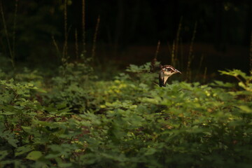 Peacock hide in the bushes
