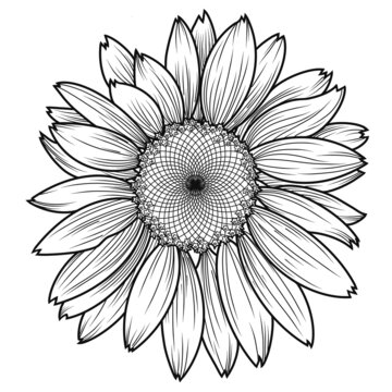 A large monochrome sunflower flower