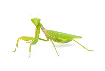 Mantis green isolated on white background. Mantodea from tropical nature (Sphondromantis). lurking...