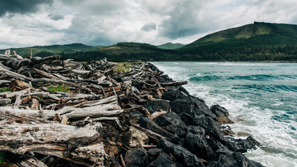 driftwood on a rocky coast of the sea