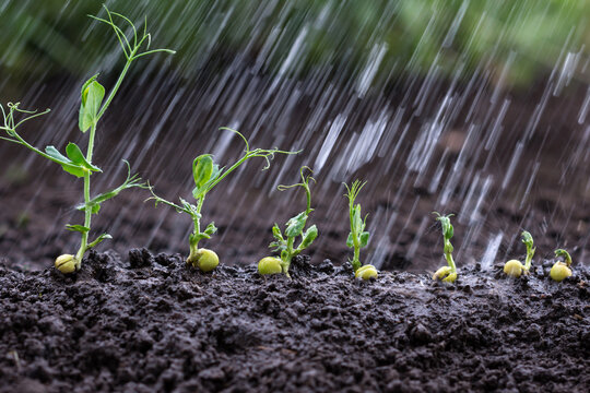 Watered green peas sprouts, seedlings growing in the soil under rain drops, agriculture, plant growth and life concept, close-up view 