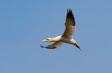 Fototapeta na wymiar Northern gannet flying in Quebec, Canada