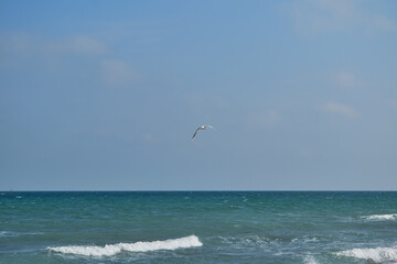 Landscape from Tuzla with the Black Sea and gull flying over the sea