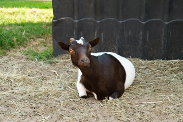Black and white goat lying on the hay