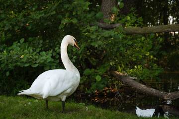 White swan near the lake
