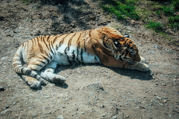 sleeping tiger face portrait tiger sleeps on a sunny day on its paws