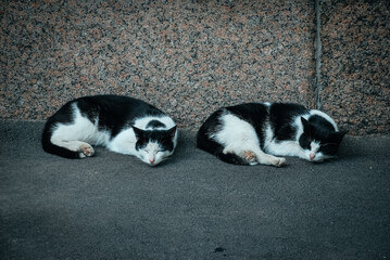 two black and white cats sleeping