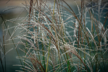 autumn grass close-up background for photo