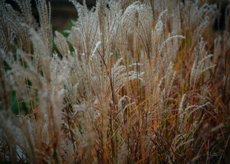 Obraz premium autumn grass close-up background for photo