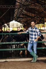 Fototapeta premium Adult man, making sure the cows are safe.