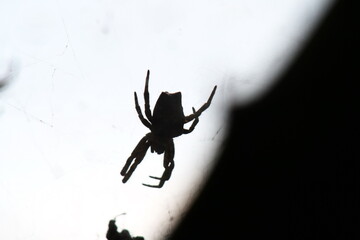 Silhouette of a spider in a web in the Intag Valley outside of Apuela, Ecuador
