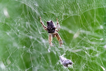 Spider in a web in the Intag Valley outside of Apuela, Ecuador