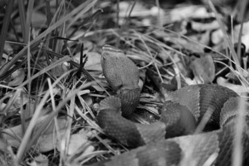 Camouflage of Copperhead snake in environment.