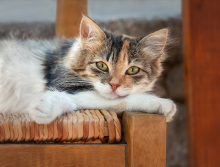 Cute lazy cat, torbie tricolor coloured tortoiseshell-and-white, resting snugly on a wooden chair, its head lying on a paw, Greece, Europe 
