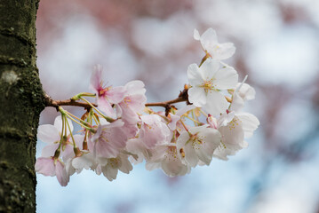 cherry blossoms