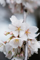 cherry tree blossom
