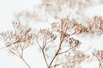 Natural abstract background of beautiful branches against the sky.