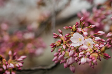 pink cherry blossom