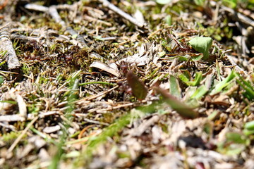 Leafcutter ant in a field in the Intag Valley outside of Apuela, Ecuador