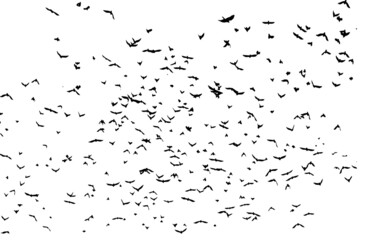 A flock of flying birds. Vector illustration