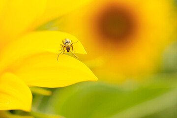 Western corn beetle - Diabrotica virgifera. Sunflower, a harmful insect corn beetle on a yellow background, close-up. Beetle Diabrotica virgifera close-up on a yellow background. Diabrotica virgifera.