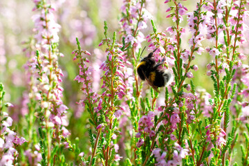 Blooming purple common heather and bumblebee, close-up. Calluna vulgaris. Bright pink heather in...