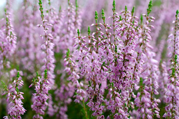 Fototapeta premium Blooming purple common heather, close-up. Calluna vulgaris. Flowers background. Vibrant pink heather blossoming outdoors. Purple heather flowers close up. Common heather, macro, background.