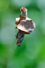 Bagworm moth caterpillar covered in leaves in the Intag Valley outside of Apuela, Ecuador
