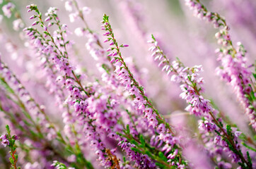 Blooming purple common heather, close-up. Calluna vulgaris. Flowers background. Vibrant pink...