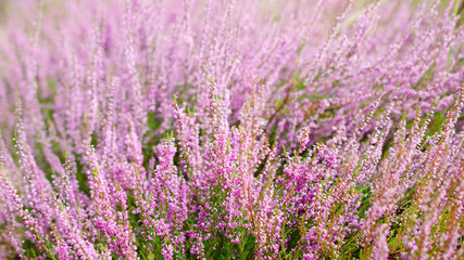 Blooming purple common heather, close-up. Calluna vulgaris. Flowers background. Vibrant pink...