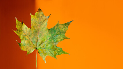 Yellow and green maple leaf. Monochrome banner with light and shadow. Minimalism. Fall season. Autumn fallen leaf on bright orange background.