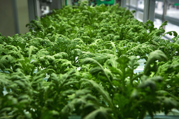 ้ัhydroponic farming of rucola salad tree agricultural field in in door gardening house with...