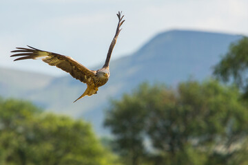 Red Kite in flight