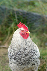 white pearl chicken in a farm