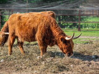 Highland, Scottish breed of rustic cattle. Furry cow eats hay in paddock. Farm animal grazes outdoors at summer.
