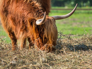 Highland, Scottish breed of rustic cattle. Furry cow eats hay in paddock. Farm animal grazes outdoors at summer.