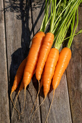 Freshly picked and washed homegrown carrots on rustic wooden background board ready to be eaten