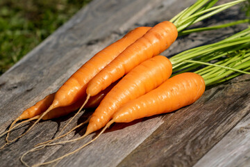 Freshly picked and washed homegrown carrots on rustic wooden background board ready to be eaten
