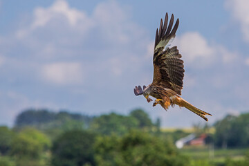 Red Kite eating on the wing in flight against blue sky background united kingdom brecon beacons