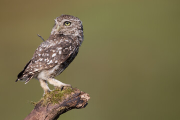 Little owl on an old post looking at the camera