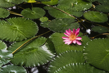 Pink water lily flower Nymphaea lotus on a dark water in the garden pond. Water plant. - obrazy, fototapety, plakaty