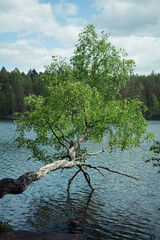 Fototapete bei efototapeten.de bestellen   